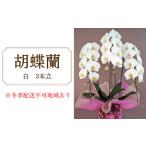 花 胡蝶蘭 白 3本立