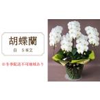 花 胡蝶蘭 白 5本立