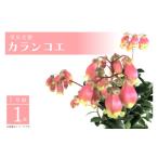 花 須貝花園 カランコエ 1鉢 7号鉢 季節の花