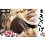 野菜類 きのこ 6月~ 生きくらげ 約480g