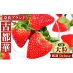 ふるさと納税 いちご 奈良県 五條市 奈良のいちご「古都華〜ことか〜」大粒厳選 Deluxe(大箱) 12月下旬頃〜3月下旬頃に順次発送予定 北海道・沖縄・離島対…