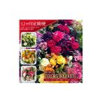 花 12回定期便 COLOR S BOUQUET12