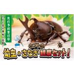 生き物 カブト虫 幼虫 さなぎ観察セット さなぎ