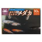 生き物 ミックスメダカ 10匹