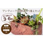 花 苗木 サボテン多肉植物のアンティーク調鉢寄せ植えキット