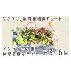 花 苗木 サボテン多肉植物のアンティーク調鉢寄せ植えキット