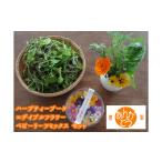 花 中 食用花 スペシャルセット ハーブティブーケ1束