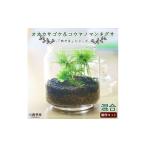 花 苗木 めでる シリーズ:苔テラリウム制作キット