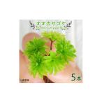 花 苗木 オオカサゴケ Rhodobryum