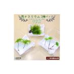 花 苗木 コウヤノマンネングサ オオカサゴケ