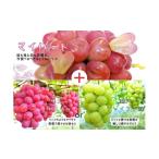 ふるさと納税 果物類 ぶどう 岡山県 真庭市  2026年の予約です 産地直送 フルーツ王国岡山シャインマスカットの娘マイハート入り ぶどう１.２kg詰め合わせ ／ …