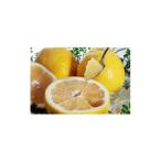 ふるさと納税 みかん�