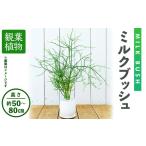 花 苗木 観葉植物 ミルクブッシュ 高さ約50~80cm