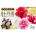 苗木 牡丹 松江大根島牡丹苗 5色セット 農業協同組合...