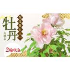 花 牡丹 松江大根島牡丹 宝寿ぼたん 2輪咲き