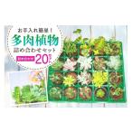 花 苗木 多肉植物 6cm アソート 20セット