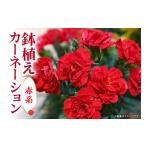 ふるさと納税 雑貨・日用品 花 茨城県 那珂市 カーネーション 赤系 母の日への贈り物 プレゼント ギフト カーネーション 花 アレンジ 鉢植え 5号 鉢 国産 花鉢…