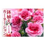 ふるさと納税 雑貨・日用品 花 茨城県 那珂市 カーネーション ピンク系 母の日への贈り物 プレゼント ギフト カーネーション 花 アレンジ 鉢植え 5号 鉢 国産 …