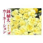 ふるさと納税 雑貨・日用品 花 茨城県 那珂市 カーネーション 黄色系 母の日への贈り物 プレゼント ギフト カーネーション 花 アレンジ 鉢植え 5号 鉢 国産 花…