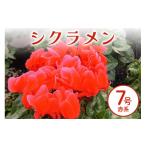 花 シクラメン 7号 赤系 フラワー 鉢植え 鉢