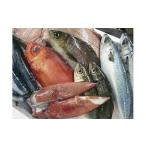 旬の鮮魚等 鮮魚セット 魚 いか さば 鯖 セット