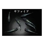 生き物 サファイア 3ペア