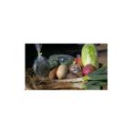 fu.... налог комплект *... Chiba префектура Сакура город поле из прямая поставка .. овощи 10 вида комплект 1290013