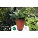 花 OnnaIchigoFarm コウモリラン
