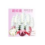 花 大輪胡蝶蘭 白10本立ち ラッピング付