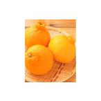 ふるさと納税 みかん・柑橘類 デコポン 愛媛県 松山市 訳あり 不知火 10kg