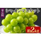 ショッピング大分 ふるさと納税 大分県 宇佐市 ＜先行予約受付中！2024年8月下旬から順次発送予定＞シャインマスカット(約2kg)シャインマスカット ぶどう 葡萄 フルーツ 果物 く…