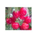 ショッピングふるさと納税 さくらんぼ ふるさと納税 果物類 さくらんぼ 山梨県 南アルプス市  2026年発送先行予約 南アルプス市産　紅秀峰５００ｇ(２Ｌサイズ以上)　ALPCM004 ／ さくらんぼ　サク…