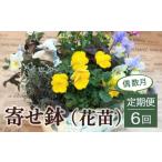 花 寄せ鉢 花苗 6回定期便 偶数月 寄せ植え