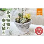花 多肉植物の寄せ植え 観葉植物 多肉植物