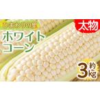とうもろこし 予定 太物も ホワイトコーン 約3kg