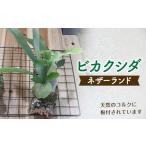 花 苗木 FKK19-272 ビカクシダ コルク板付
