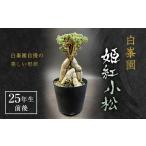 花 苗木 盆栽 姫紅小松 25年生前後 白峯園