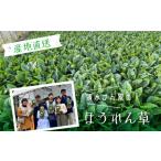 野菜類 令和8年産 奥飛騨山之村 清水さんちの肉厚ほうれん…