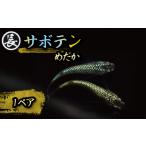 インテリア 129-8 魚類 魚 サボテン 1ペア