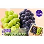 ふるさと納税 ぶどう マスカット 山梨県 山梨市 大人気 巨峰・シャインマスカット食べ比べセット ふるさと納税 1304385