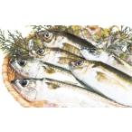 旬の鮮魚等 朝獲れ新鮮 最高の漁場 豊後水道で獲れた鮮魚詰…