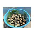 fu.... налог Sazae три слоя префектура .. город Sazae 3kg ввод свежий морепродукты seafood морепродукты рыба . Sazae ... sashimi .... структура ... жарение решётка BBQ барбекю kya...