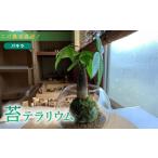 家具 インテリア 寝具 収納 苔 パキラ 苔玉 コケ