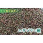 花 こけ 専門 農家直送 スギ ゴケの種 5L