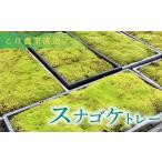 花 苗木 こけ専門農家直送 スナゴケ 育苗トレー入り 2枚