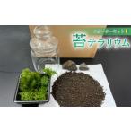 花 苗木 苔 テラリウム スターターキット 作り方
