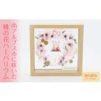 花 苗木 1.5-9-29 に咲いた桃の花フレームアレンジ桃の節句…