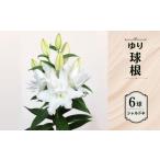花 ユリ 球根 シャルドネ 白 八重咲 6球入り