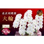 花 胡蝶蘭 白5本立ち50輪 産直胡蝶蘭 大輪