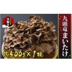 山菜 きのこ 九頭竜まいたけ 1株入り